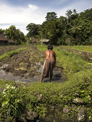 Rice Farmer Tirtagangaa  